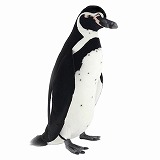フンボルトペンギン W22×H61×D42×T5cm